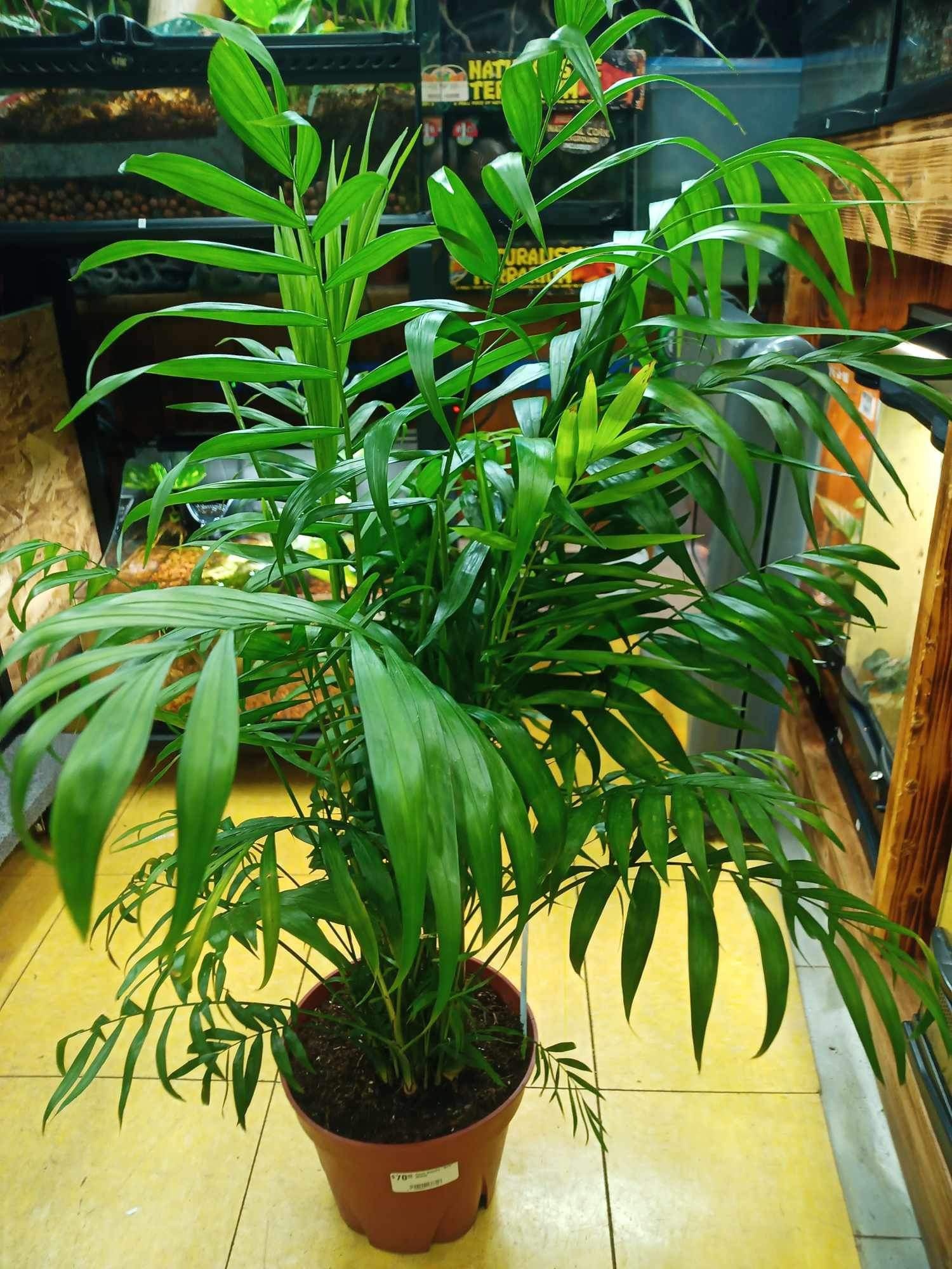 Magazoo Neanthe ''Bella'' (Large) Plant