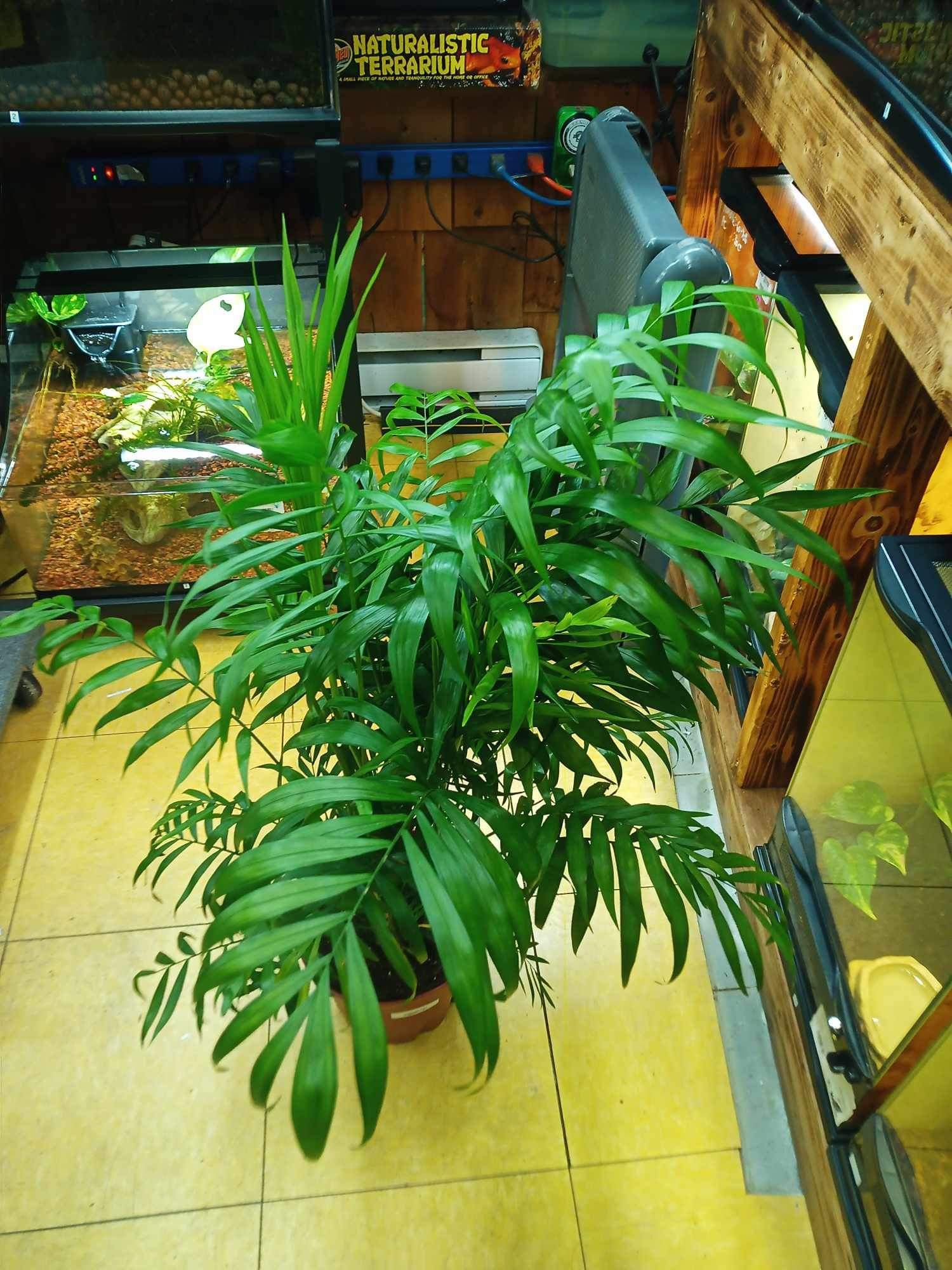 Magazoo Neanthe ''Bella'' (Large) Plant