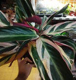 Magazoo Plante Stromanthe 'Triostar' (8po)