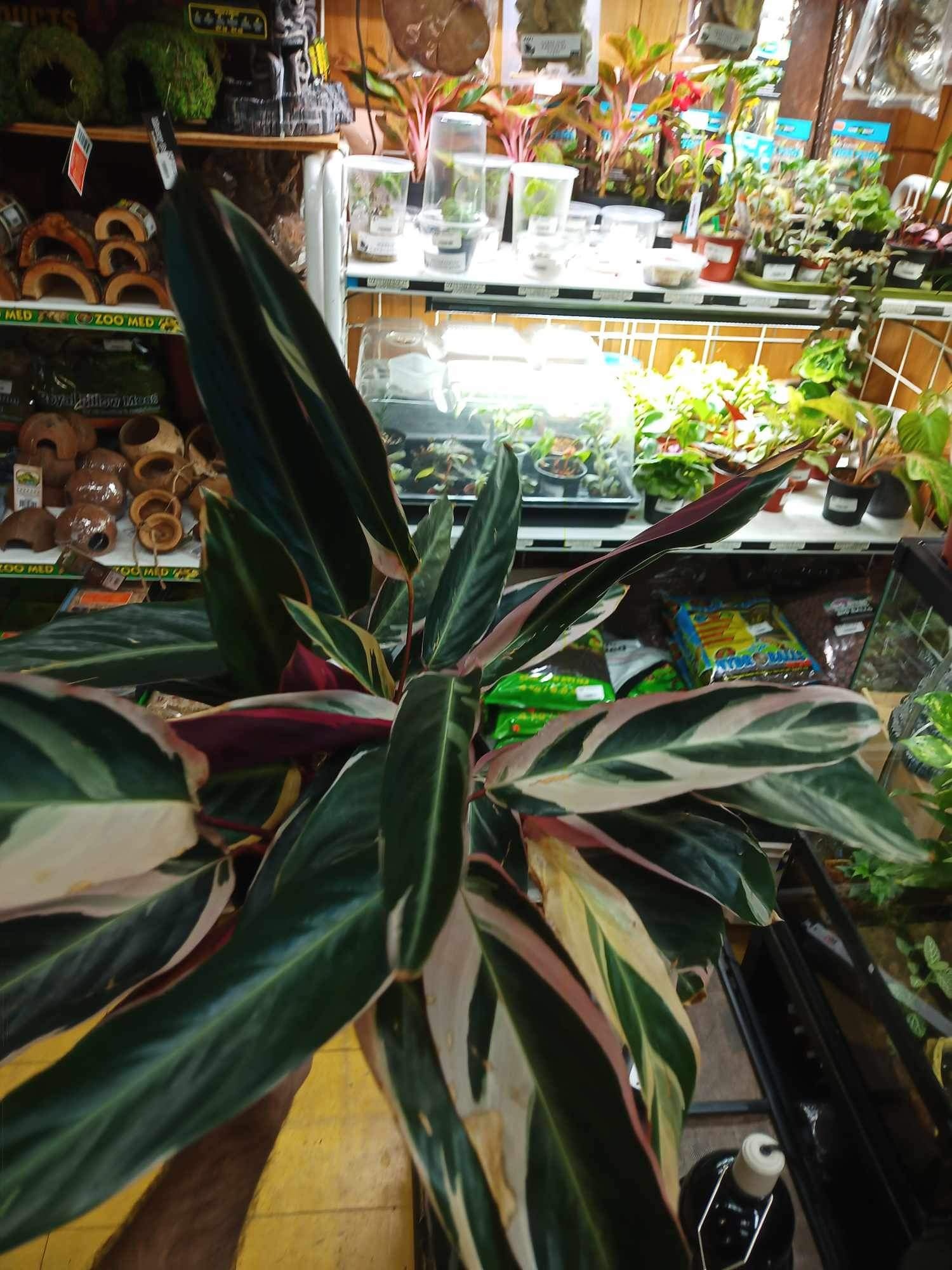 Magazoo Stromanthe 'Triostar' (8 in) Plant