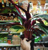 Magazoo Stromanthe 'Triostar' (8 in) Plant