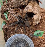 Magazoo Panamanian Red rump tarantula / Sericopelma rubronitens