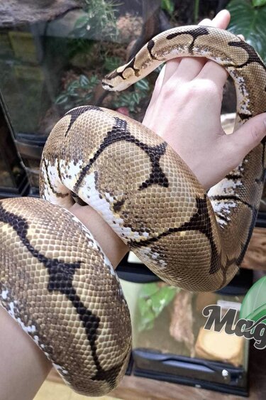 Magazoo Spider Ball python / 2nd chance adoption