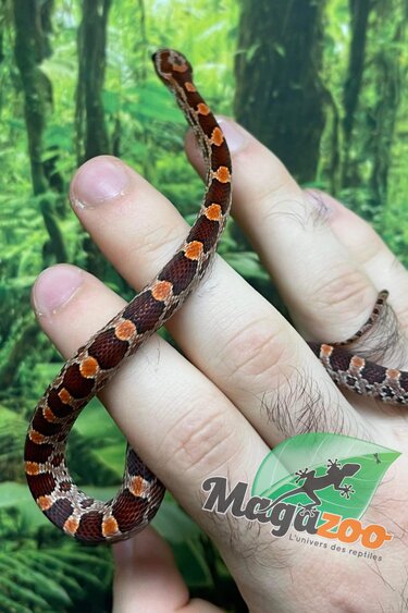 Magazoo Corn Snake Okeetee (Het. Albino) Baby Male