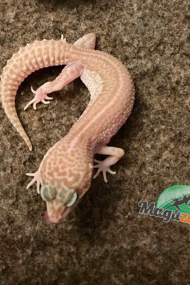 Magazoo Super macksnow leopard gecko female 8/7/23 #11 (SPECIAL ORDER)