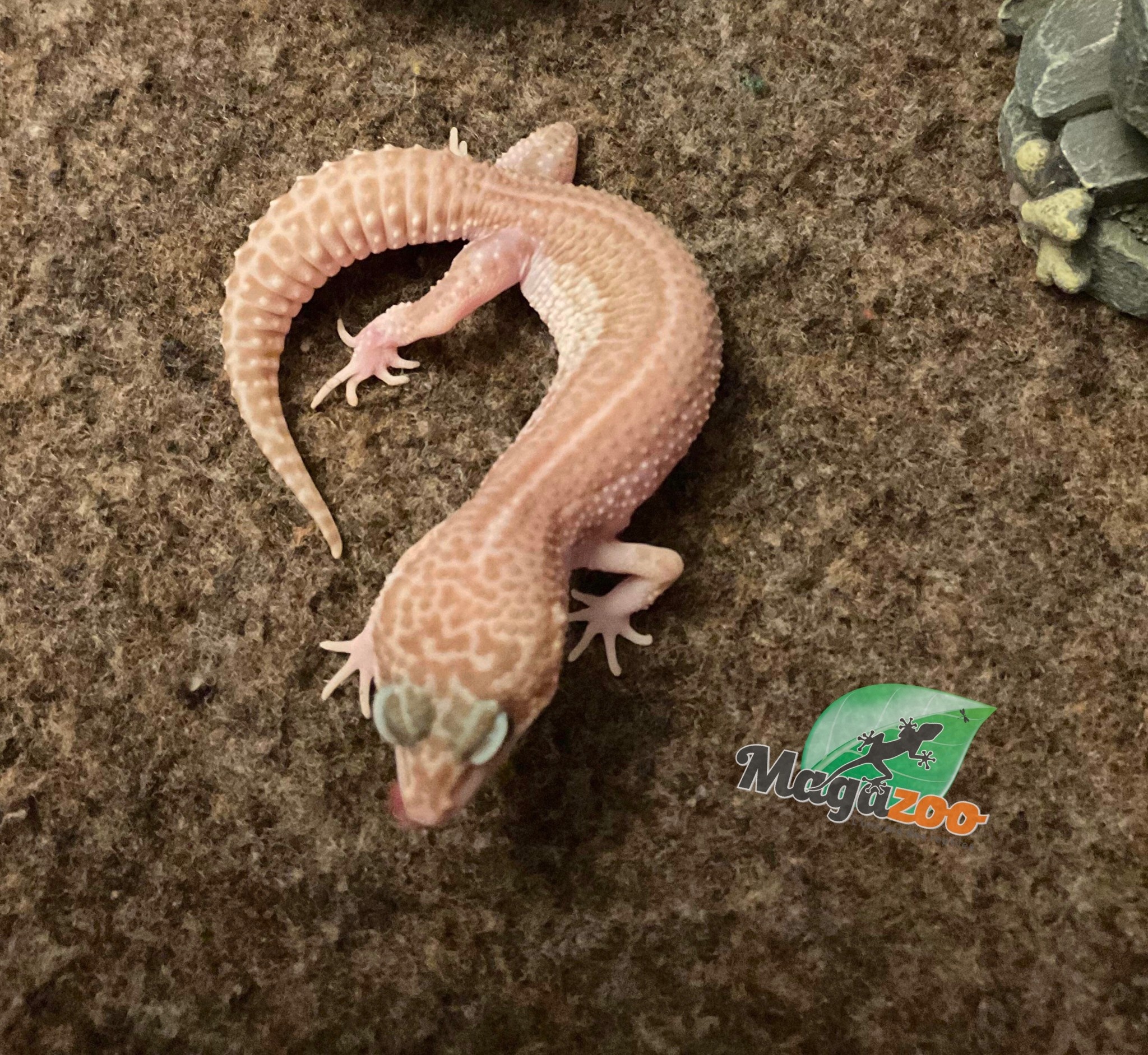 Magazoo Gecko léopard Super macksnow femelle 7/8/23