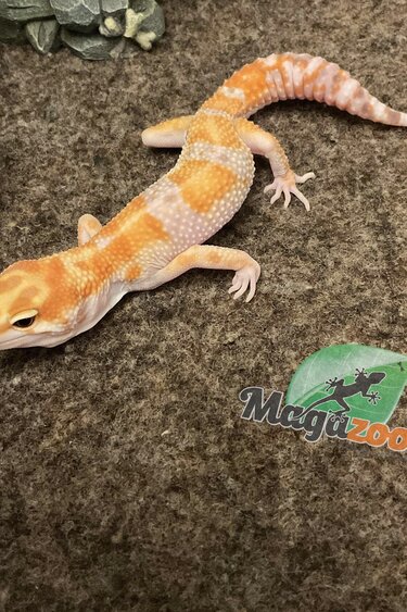Magazoo Red Diamond Leopard Gecko male 5/6/23 #10  (SPECIAL RDER)