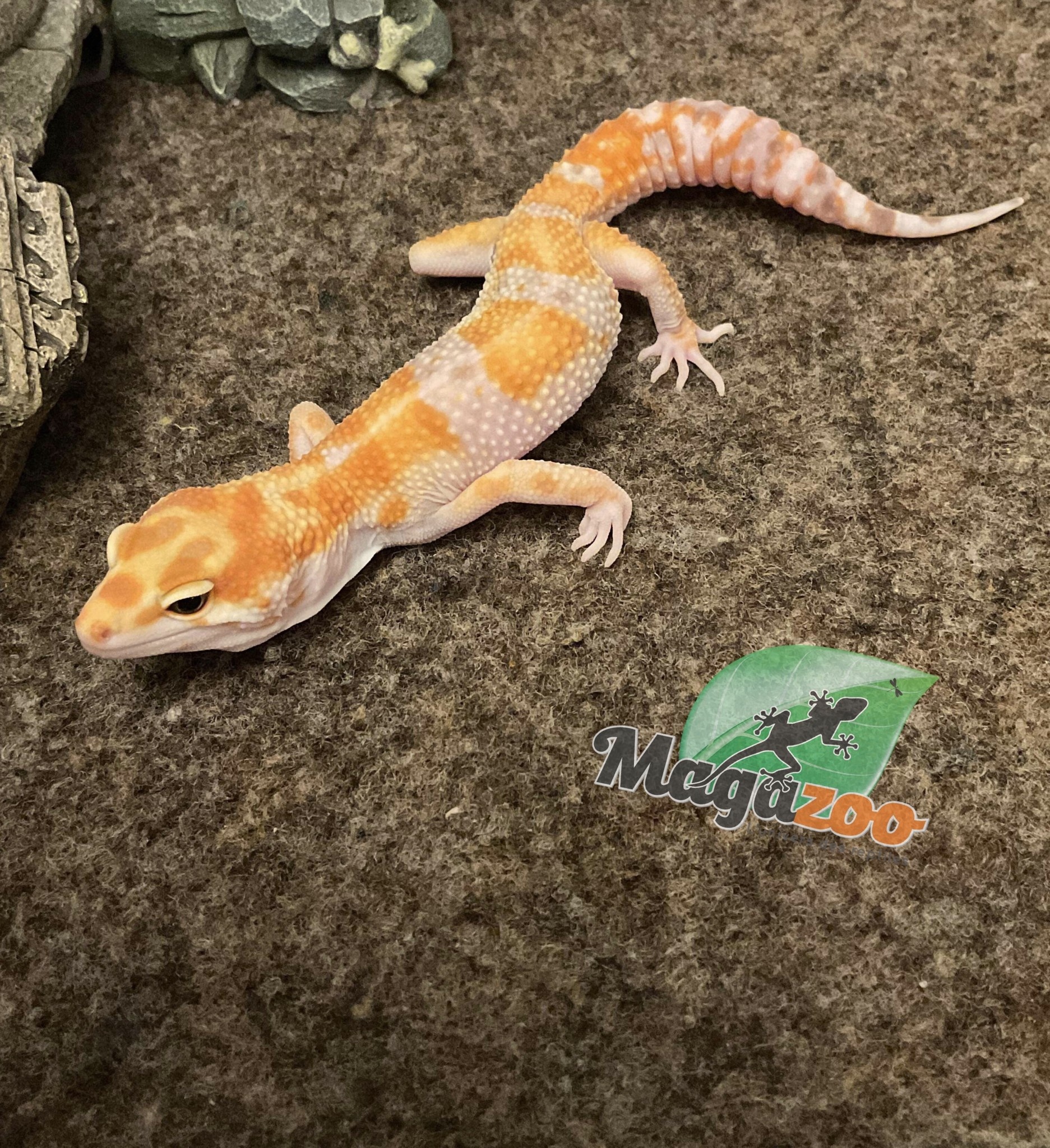 Magazoo Red Diamond Leopard Gecko male 5/6/23 #10  (SPECIAL ORDER)