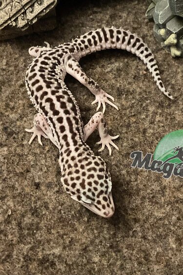 Magazoo Gecko léopard super macksnow mâle 16/4/23 #9  (EN COMMANDE SPÉCIAL)