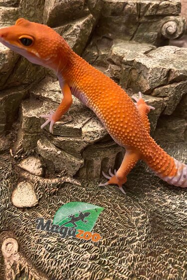 Magazoo Tangerine tornadi Leopard gecko 6/13/23 #16  (SPECIAL ORDER)