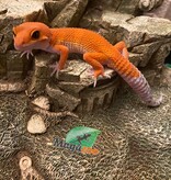 Magazoo Gecko léopard Tangerine tornado 13/6/23 #16  (EN COMMANDE SPÉCIAL)