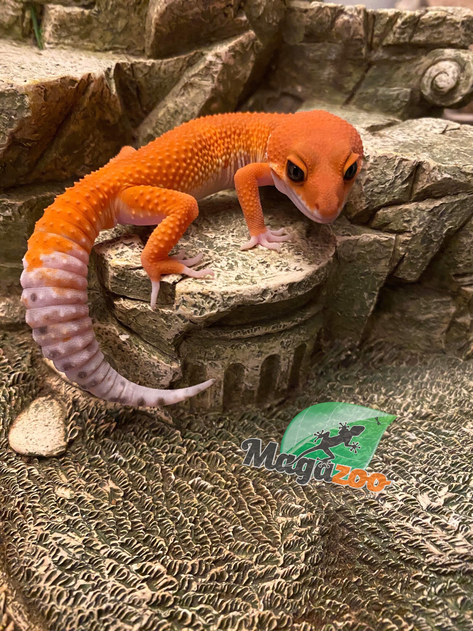 Magazoo Gecko léopard Tangerine tornado 13/6/23 #16  (EN COMMANDE SPÉCIAL)