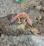 Magazoo Gecko à queue grasse Tangerine Amel