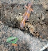 Magazoo Tangerine Amel Fat-tailed Gecko
