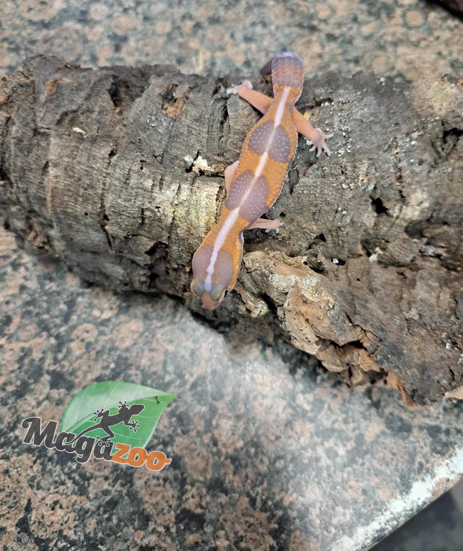Magazoo Gecko à queue grasse Tangerine Amel