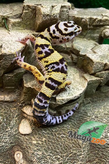 Magazoo Blacknight cross leopard gecko Male 6/7/23 #23  (SPECIAL ORDER)