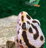 Magazoo Gecko léopard Blacknight cross Mâle 7/6/23  # 23  (EN COMMANDE SPÉCIAL)