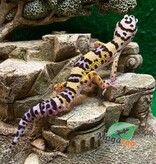 Magazoo Blacknight cross leopard gecko Male 6/7/23 #23  (SPECIAL ORDER)