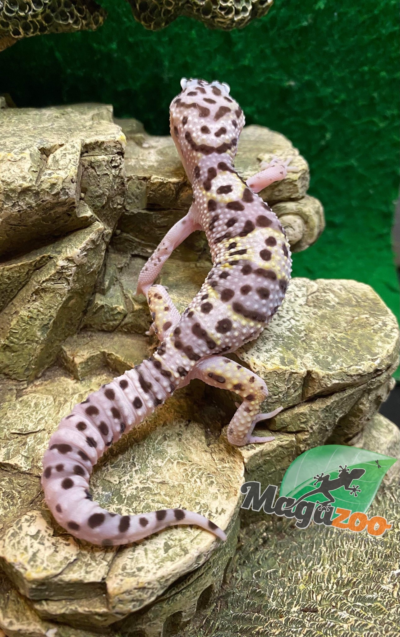Magazoo Gecko léopard Mack snow white and yellow Mâle 14/6/23  #24  (EN COMMANDE SPÉCIAL)