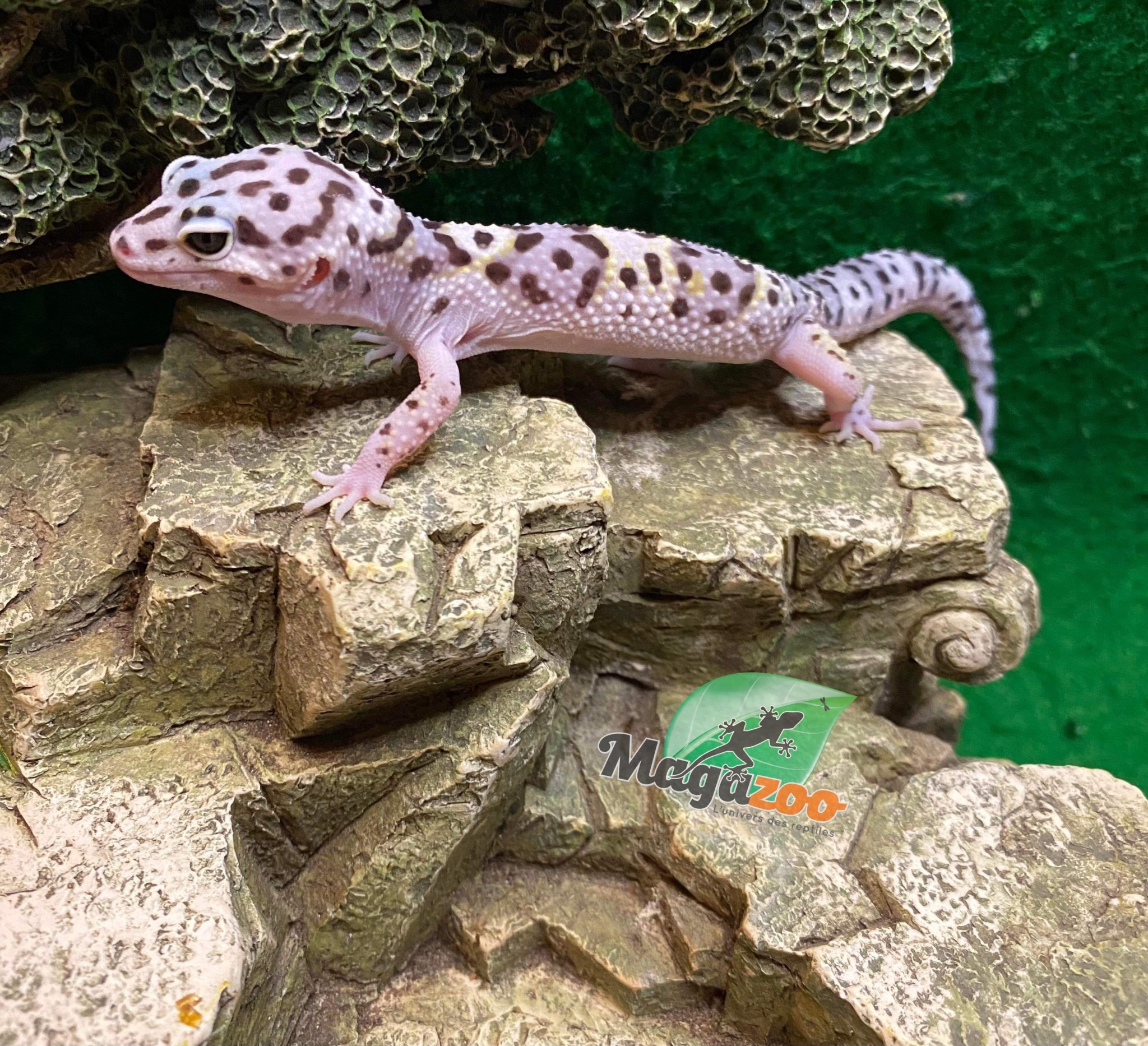Magazoo Mack snow white and yellow Male Leopard gecko 6/14/23 #24 (SPECIAL ORDER)