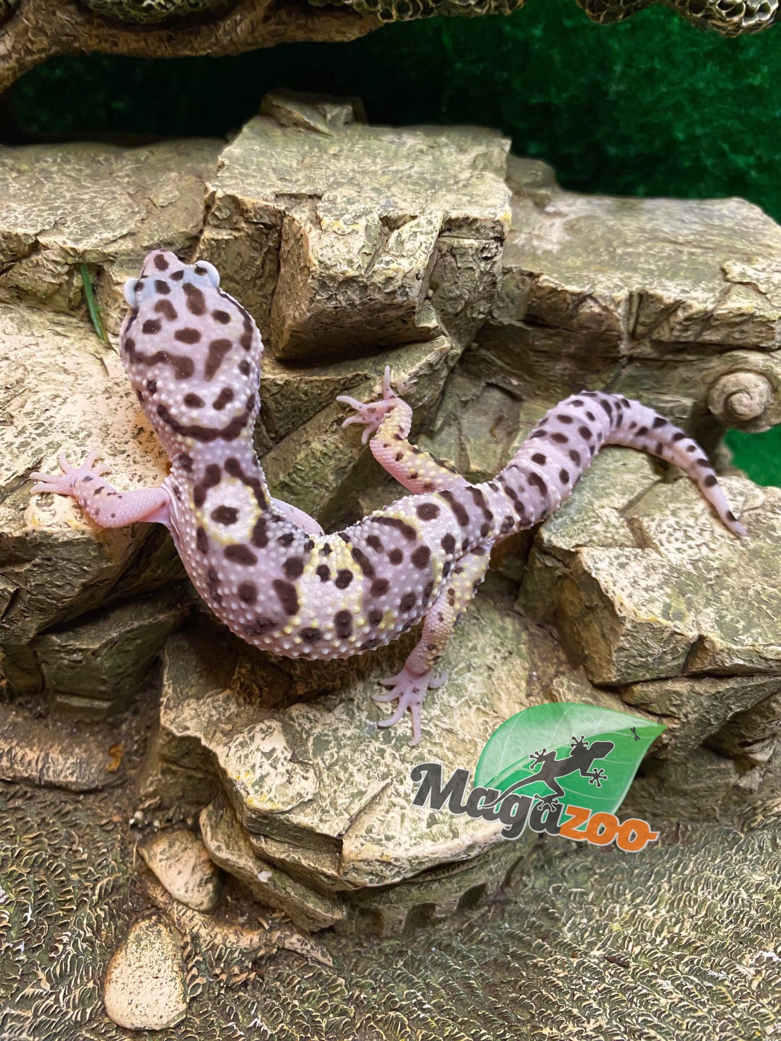 Magazoo Mack snow white and yellow Male Leopard gecko 6/14/23 #24 (SPECIAL ORDER)