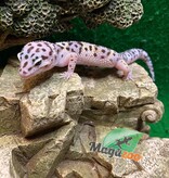 Magazoo Gecko léopard Mack snow white and yellow Mâle 14/6/23  #24  (EN COMMANDE SPÉCIAL)