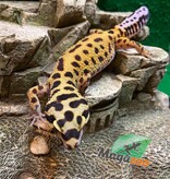 Magazoo Mandarin Zorro Bandit female Leopard Gecko 9/10/22 #25 (SPECIAL ORDER)