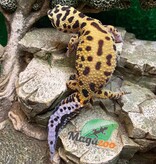 Magazoo Gecko léopard Mandarin Zorro Bandit femelle 10/9/22  #25  (EN COMMANDE SPÉCIAL)