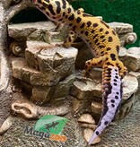 Magazoo Gecko léopard Mandarin Zorro Bandit femelle 10/9/22  #25  (EN COMMANDE SPÉCIAL)