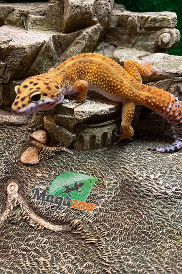 Magazoo Gecko léopard Tangerine Mâle 5/2/23 #19 (EN COMMANDE SPÉCIAL)