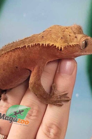Magazoo Crested gecko Dalmatian Bicolor red Female 4 years old / 2nd chance adoption