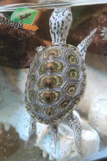 Magazoo Tortue à Dos Diamanté Bébé