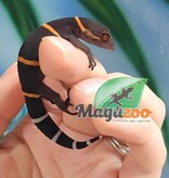 Magazoo Baby Chinese cave gecko