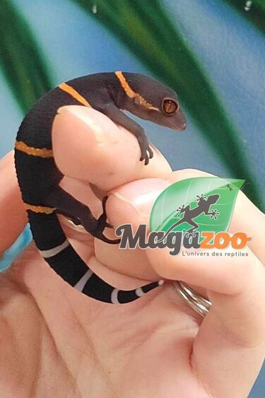 Magazoo Baby Chinese cave gecko