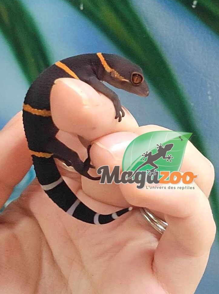 Gecko chinois des cavernes bébé - Magazoo, l'Univers des Reptiles