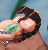Magazoo Gecko chinois des cavernes bébé