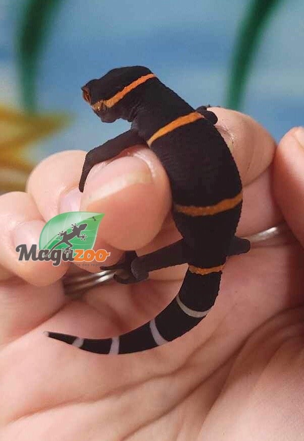 Magazoo Gecko chinois des cavernes bébé