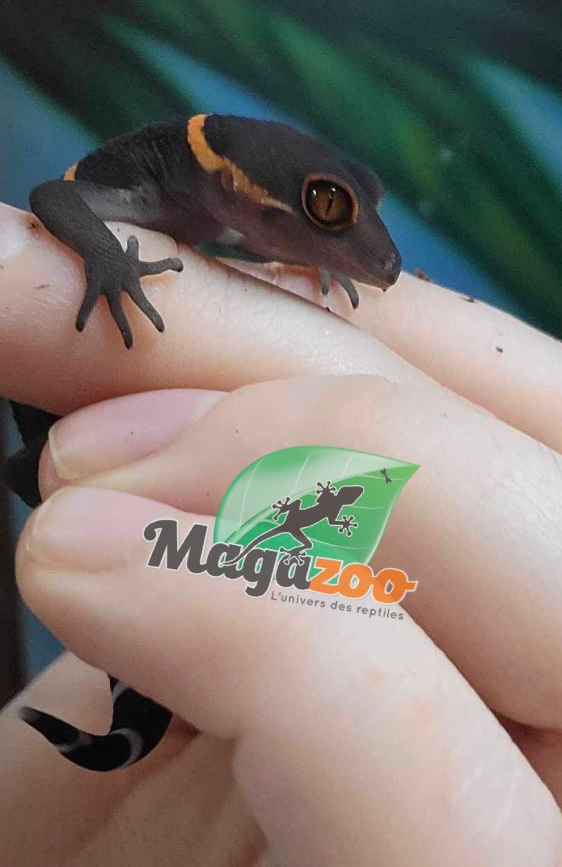 Magazoo Gecko chinois des cavernes bébé