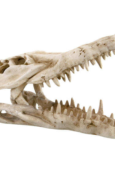 Reptiles treasures REPTILES TREASURES Abri en forme de crâne de dinosaure