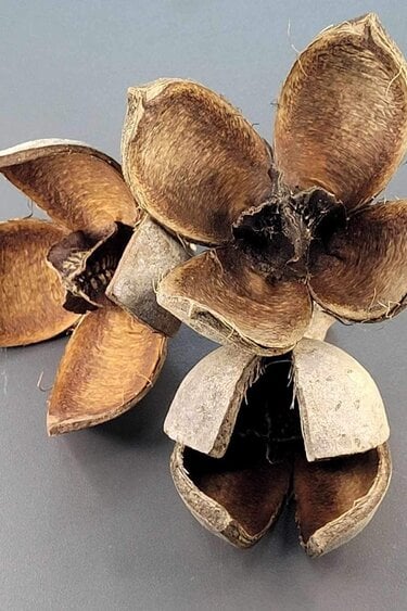 La Swamp LA SWAMP 21442 Capsules Khaya x 3