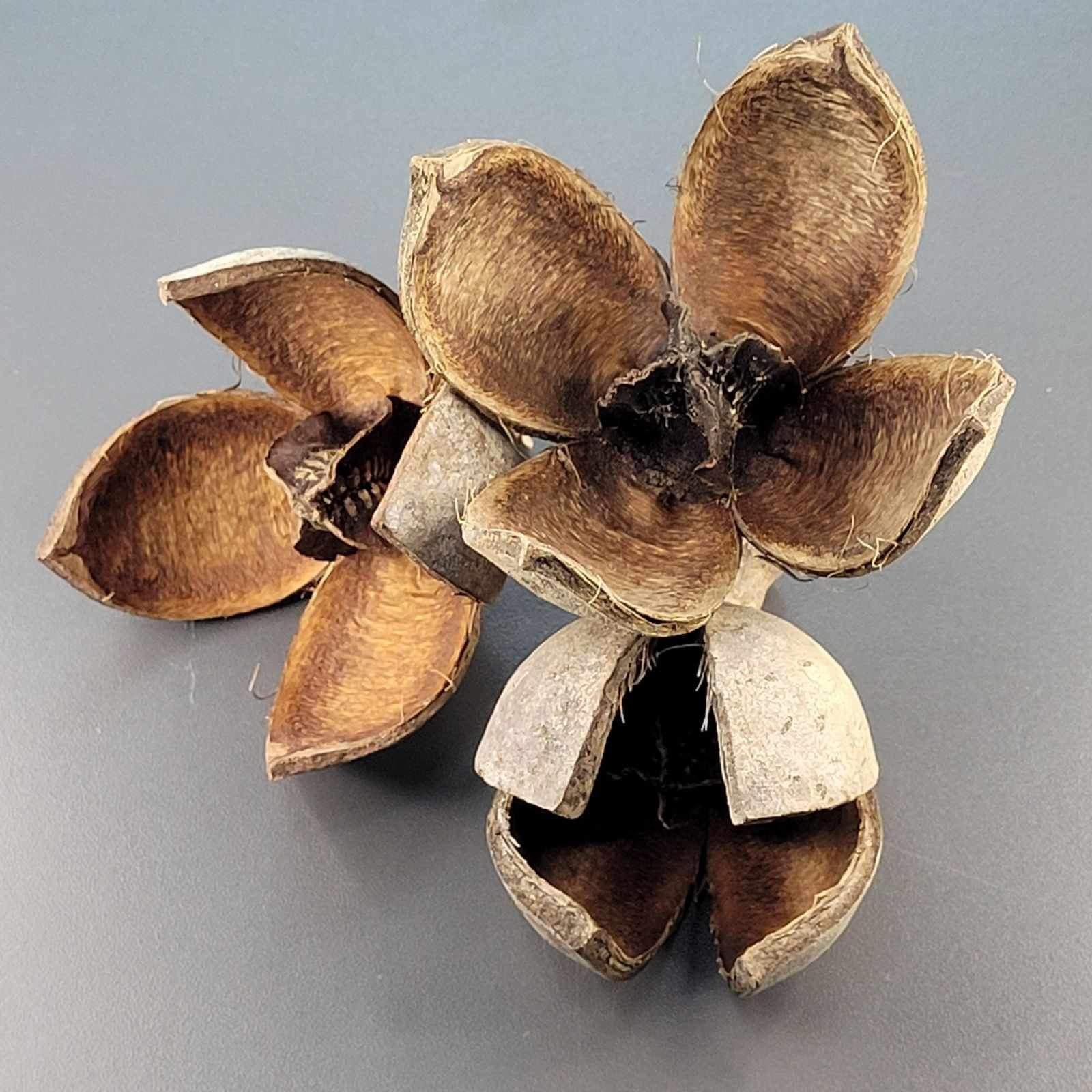 La Swamp LA SWAMP 21442 Capsules Khaya x 3