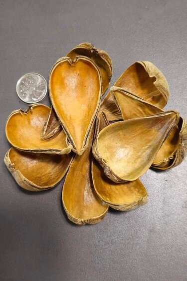 La Swamp LA SWAMP 21428 Cosses de Dragées x 10