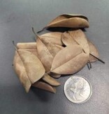 La Swamp LA SWAMP Feuille de Palu