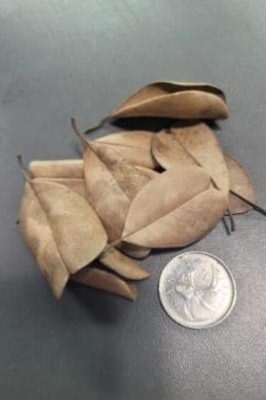 La Swamp LA SWAMP Feuille de Palu