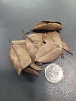 La Swamp LA SWAMP Feuille de Palu