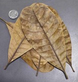 La Swamp Feuille de cashew - Cashew leaf