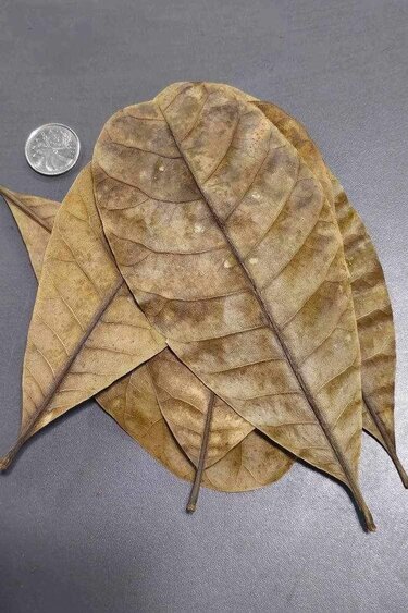 La Swamp Feuille de cashew - Cashew leaf