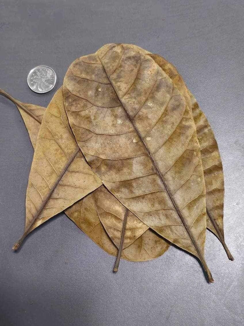La Swamp Cashew leaf