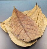 La Swamp LA SWAMP LEAF-JAC-1.5 Feuilles de jacquier 1.5 oz