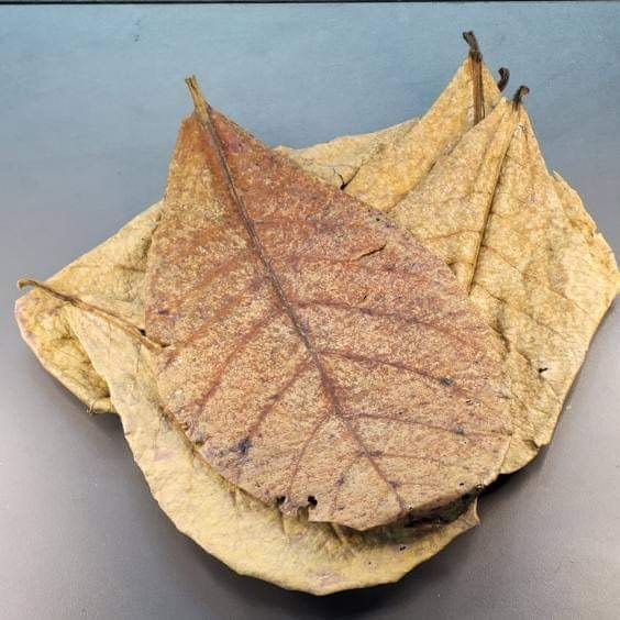 La Swamp LA SWAMP LEAF-JAC-1.5 Feuilles de jacquier 1.5 oz